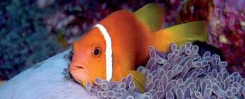 Nemo